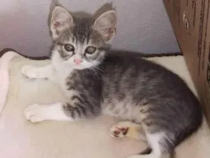 Gato raça SRD-ViraLata idade Abaixo de 2 meses nome 4 MACHINHOS