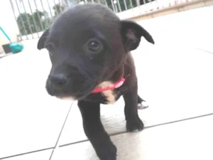 Cachorro raça SRD-ViraLata idade 2 a 6 meses nome Rosa