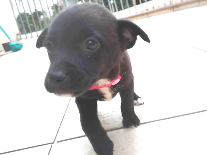 Cachorro ra a SRD-ViraLata idade 2 a 6 meses nome Rosa