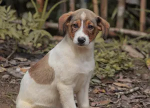 Cachorro raça SRD-ViraLata idade 2 a 6 meses nome Lobo 