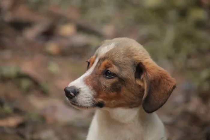 Cachorro ra a SRD-ViraLata idade 2 a 6 meses nome Lobo 