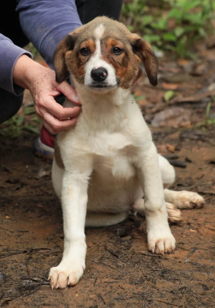 Cachorro ra a SRD-ViraLata idade 2 a 6 meses nome Lobo 