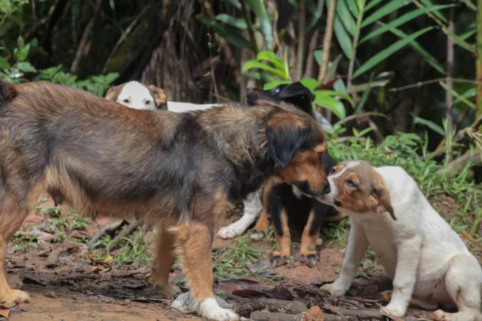 Cachorro ra a SRD-ViraLata idade 2 a 6 meses nome Lobo 