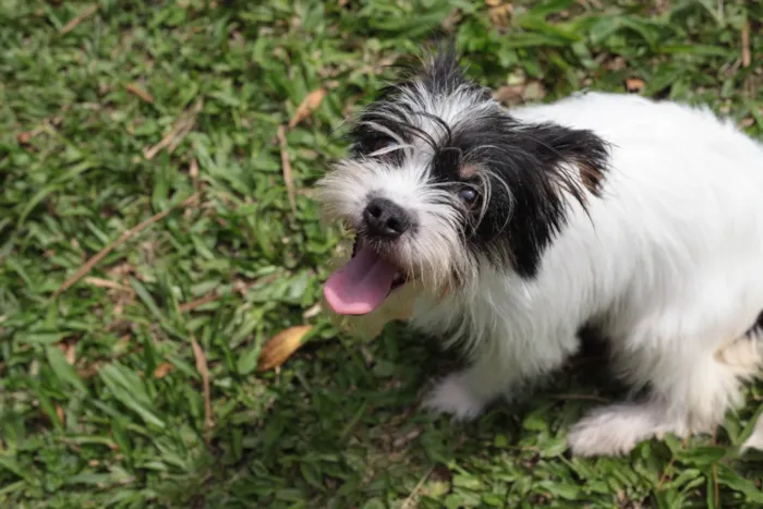 Cachorro ra a Shitzu mcnab idade 7 a 11 meses nome Dama