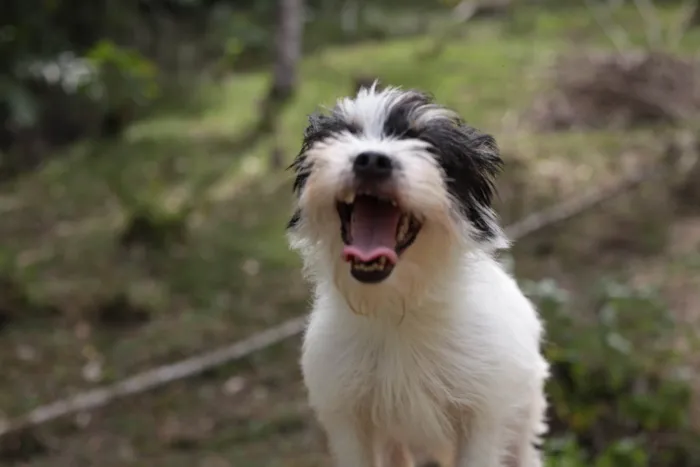 Cachorro ra a Shitzu mcnab idade 7 a 11 meses nome Dama