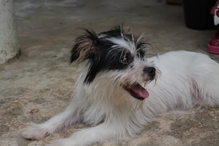 Cachorro ra a Shitzu mcnab idade 7 a 11 meses nome Dama