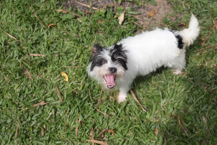 Cachorro ra a Shitzu mcnab idade 7 a 11 meses nome Dama