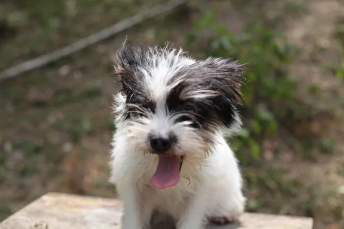 Cachorro ra a Shitzu mcnab idade 7 a 11 meses nome Dama