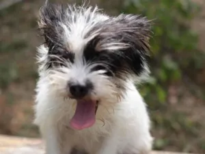 Cachorro raça Shitzu mcnab idade 7 a 11 meses nome Dama