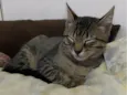 Sharikan