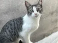 Nala