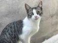 Nala