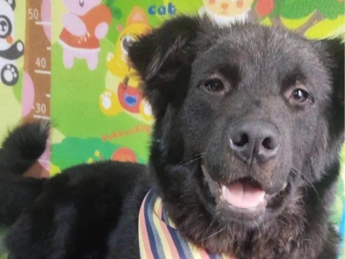 Cachorro ra a Srd idade 1 ano nome Lessie