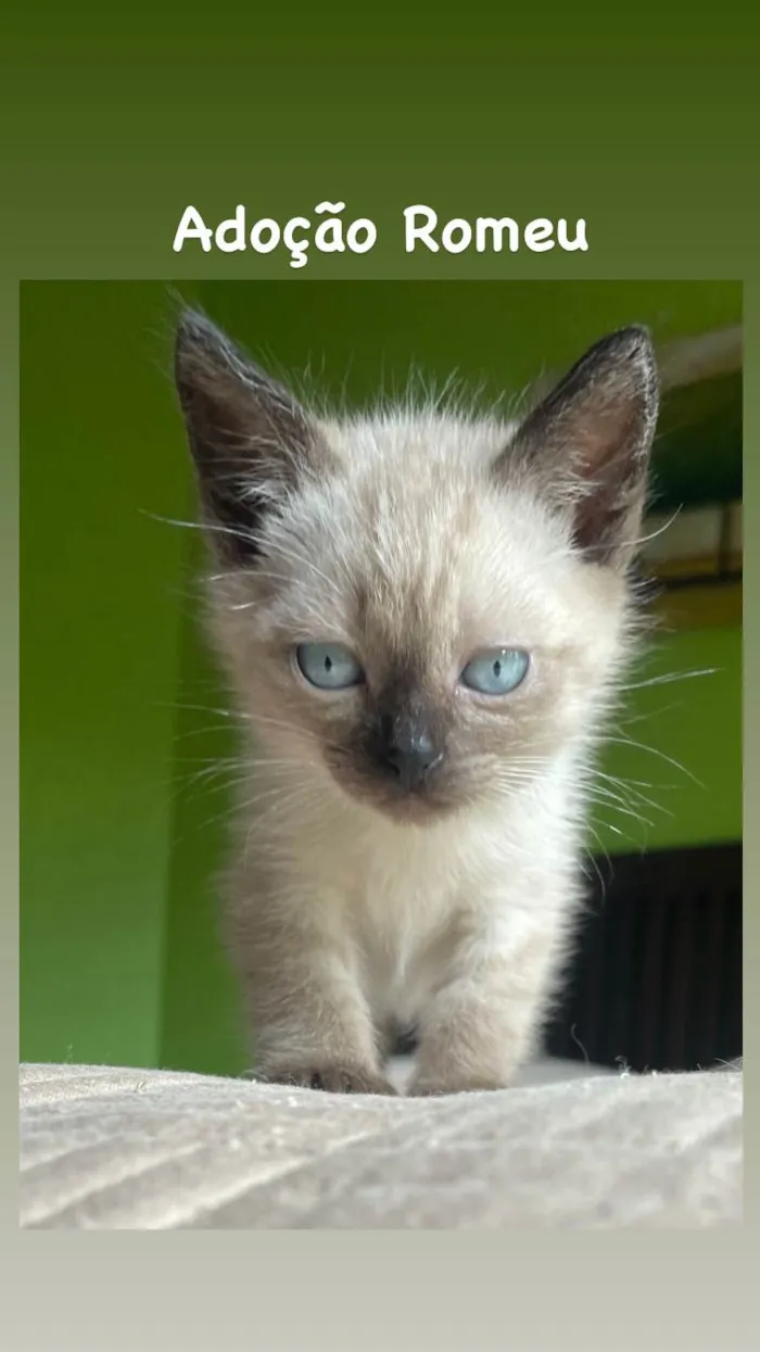 Gato ra a Siamês idade Abaixo de 2 meses nome Filhotes 