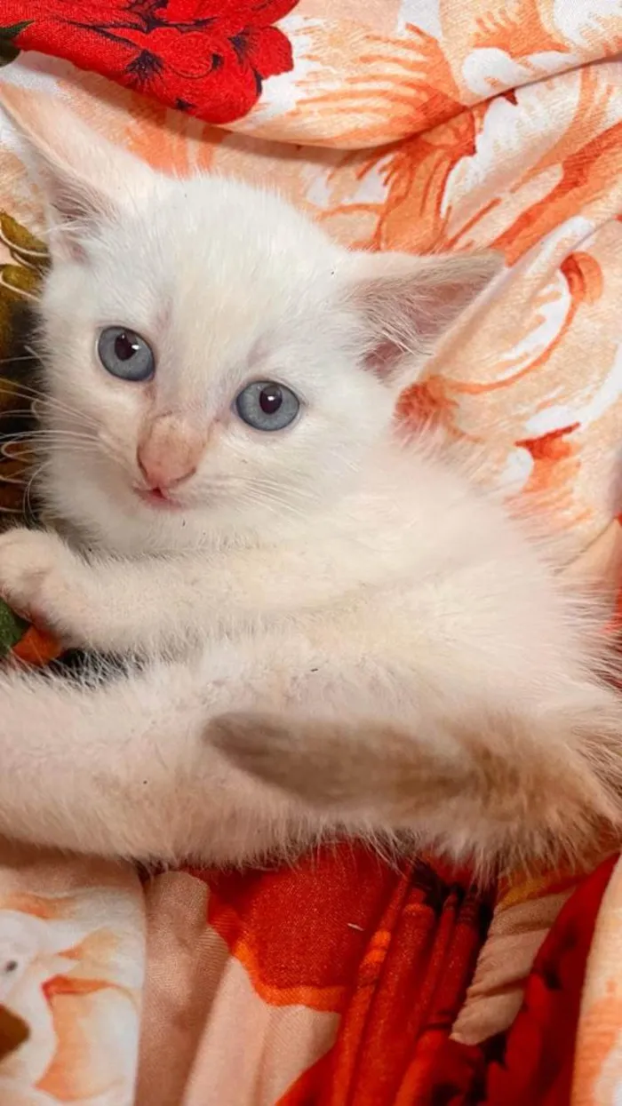 Gato ra a Siamês idade Abaixo de 2 meses nome Filhotes 