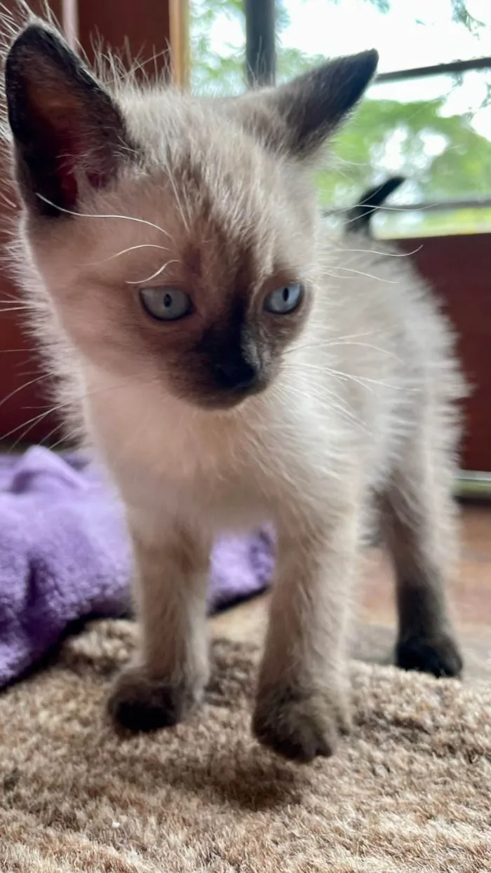 Gato ra a Siamês idade Abaixo de 2 meses nome Filhotes 