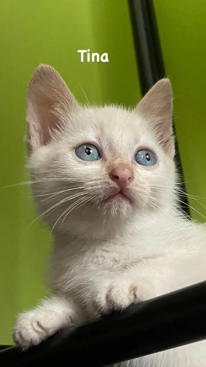 Gato ra a Siamês idade Abaixo de 2 meses nome Filhotes 