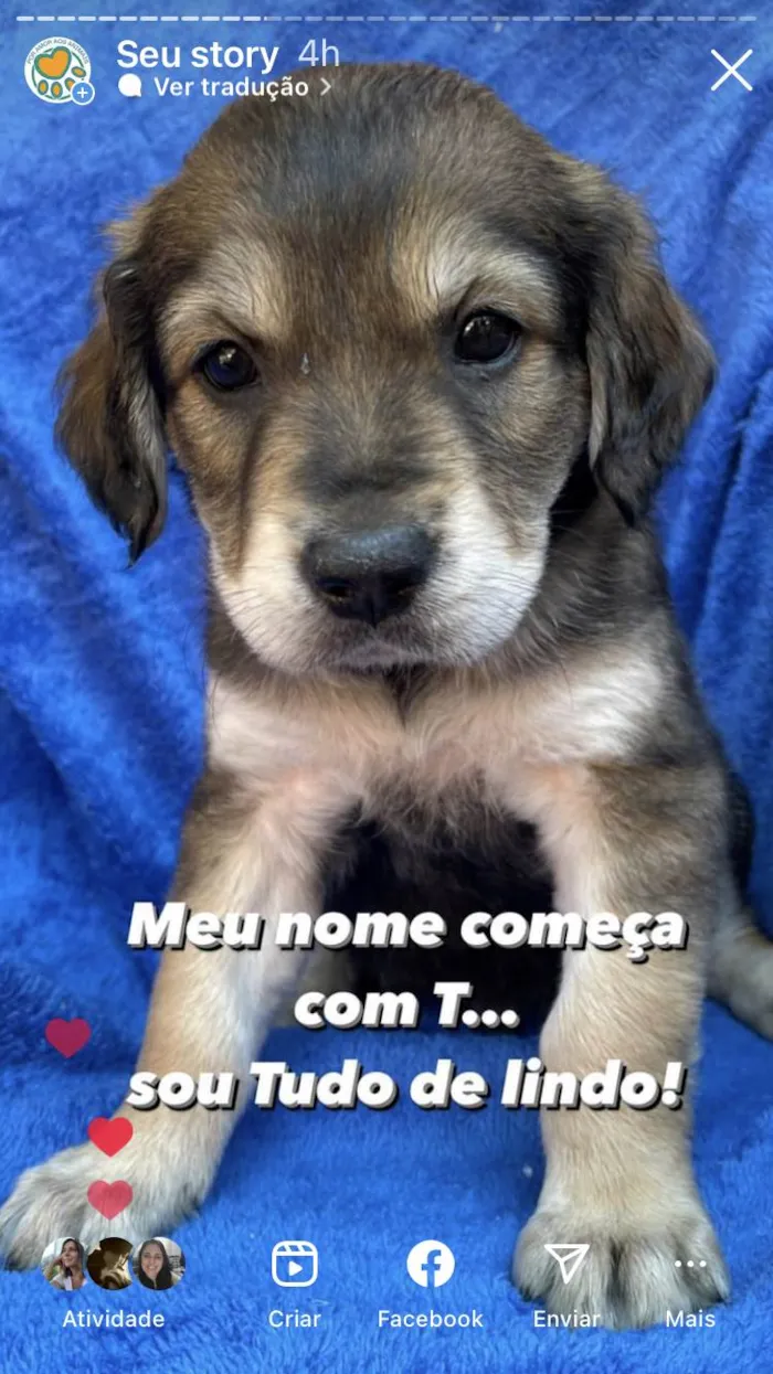 Cachorro ra a SRD-ViraLata idade 2 a 6 meses nome Filhotes 
