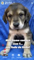 Filhotes