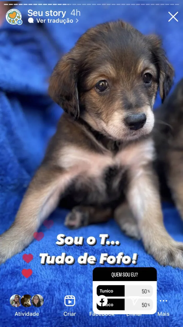 Cachorro ra a SRD-ViraLata idade 2 a 6 meses nome Filhotes 