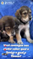 Filhotes