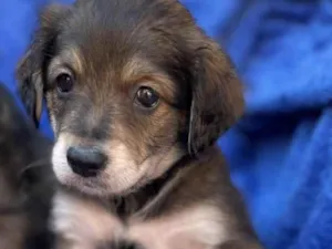 Cachorro raça SRD-ViraLata idade 2 a 6 meses nome Filhotes 
