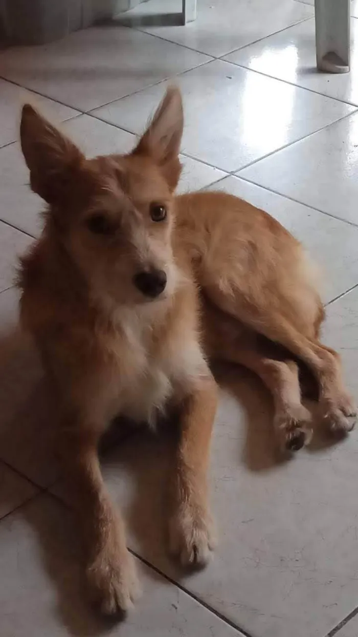 Cachorro ra a SRD-ViraLata idade 1 ano nome Bill