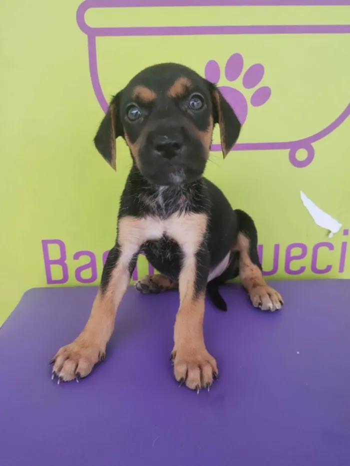 Cachorro ra a SRD-ViraLata idade 2 a 6 meses nome Basselatinhas