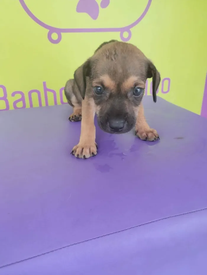Cachorro ra a SRD-ViraLata idade 2 a 6 meses nome Basselatinhas