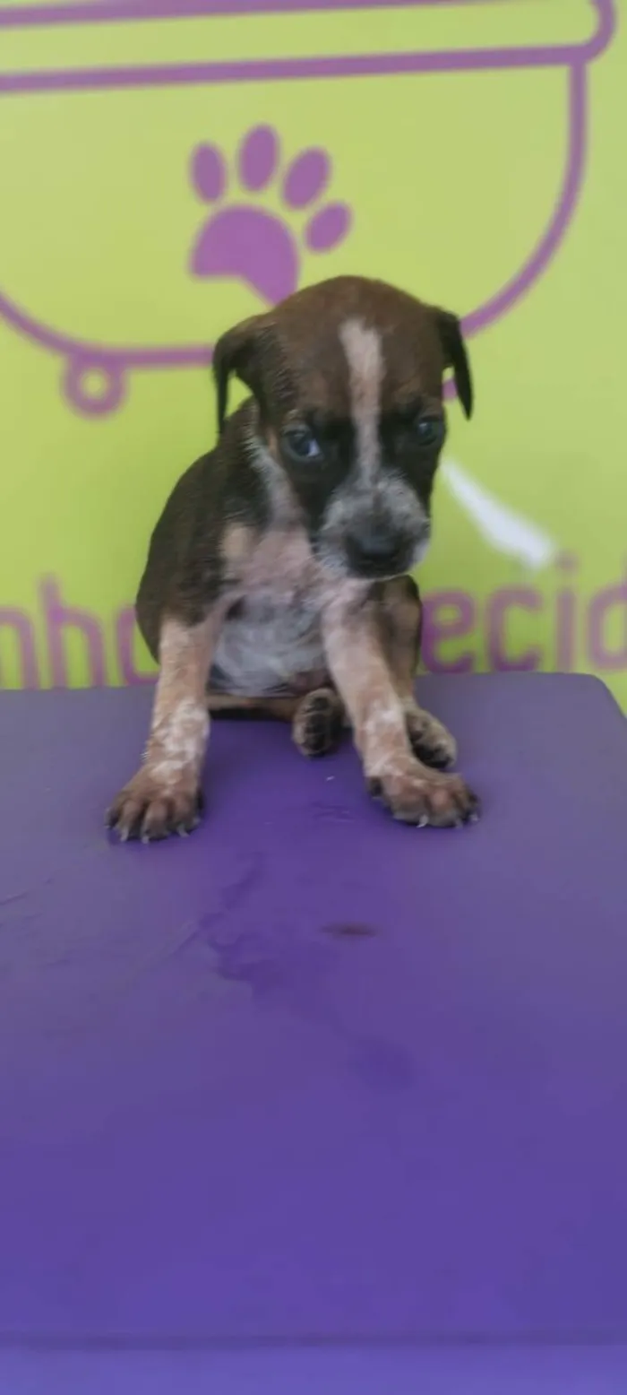 Cachorro ra a SRD-ViraLata idade 2 a 6 meses nome Basselatinhas