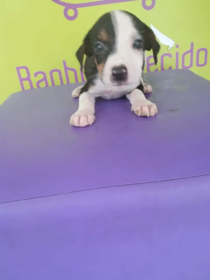 Cachorro ra a SRD-ViraLata idade 2 a 6 meses nome Basselatinhas