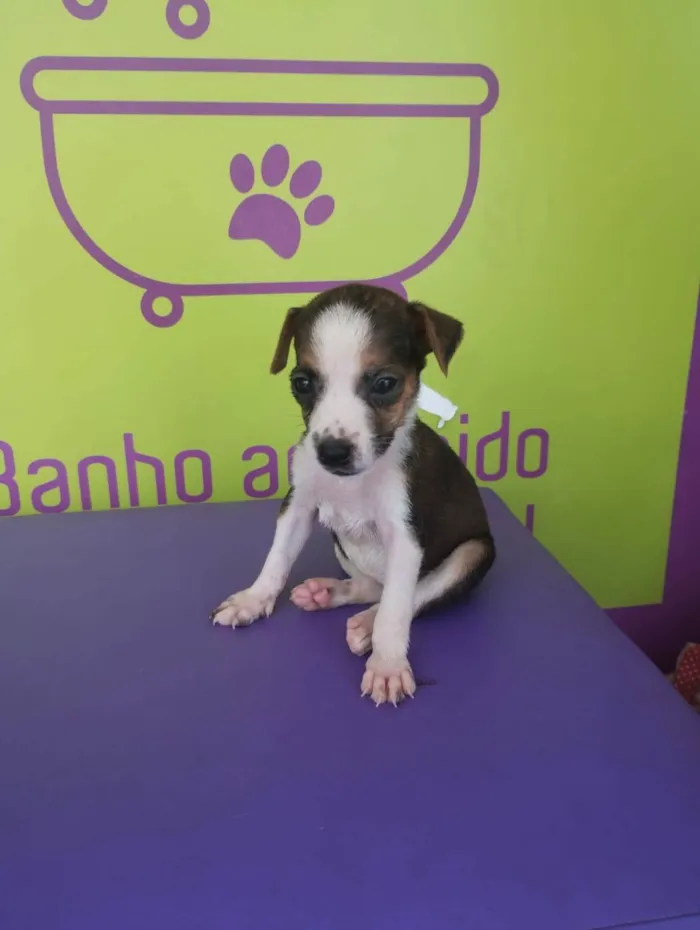 Cachorro ra a SRD-ViraLata idade 2 a 6 meses nome Basselatinhas