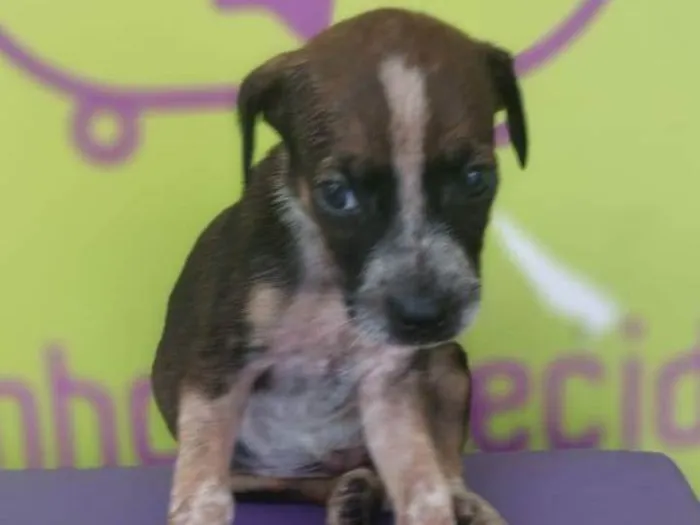 Cachorro ra a SRD-ViraLata idade 2 a 6 meses nome Basselatinhas