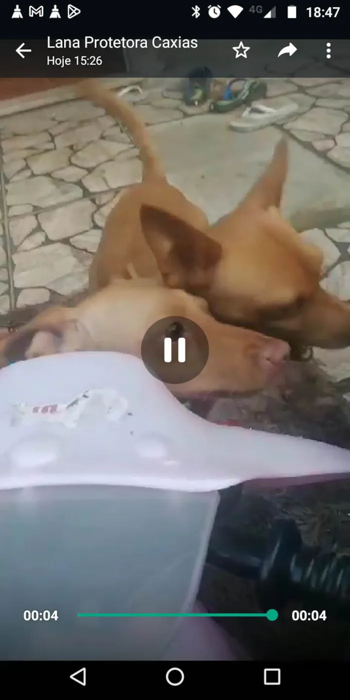 Cachorro ra a Pinsher idade 2 anos nome Catarina &Mel