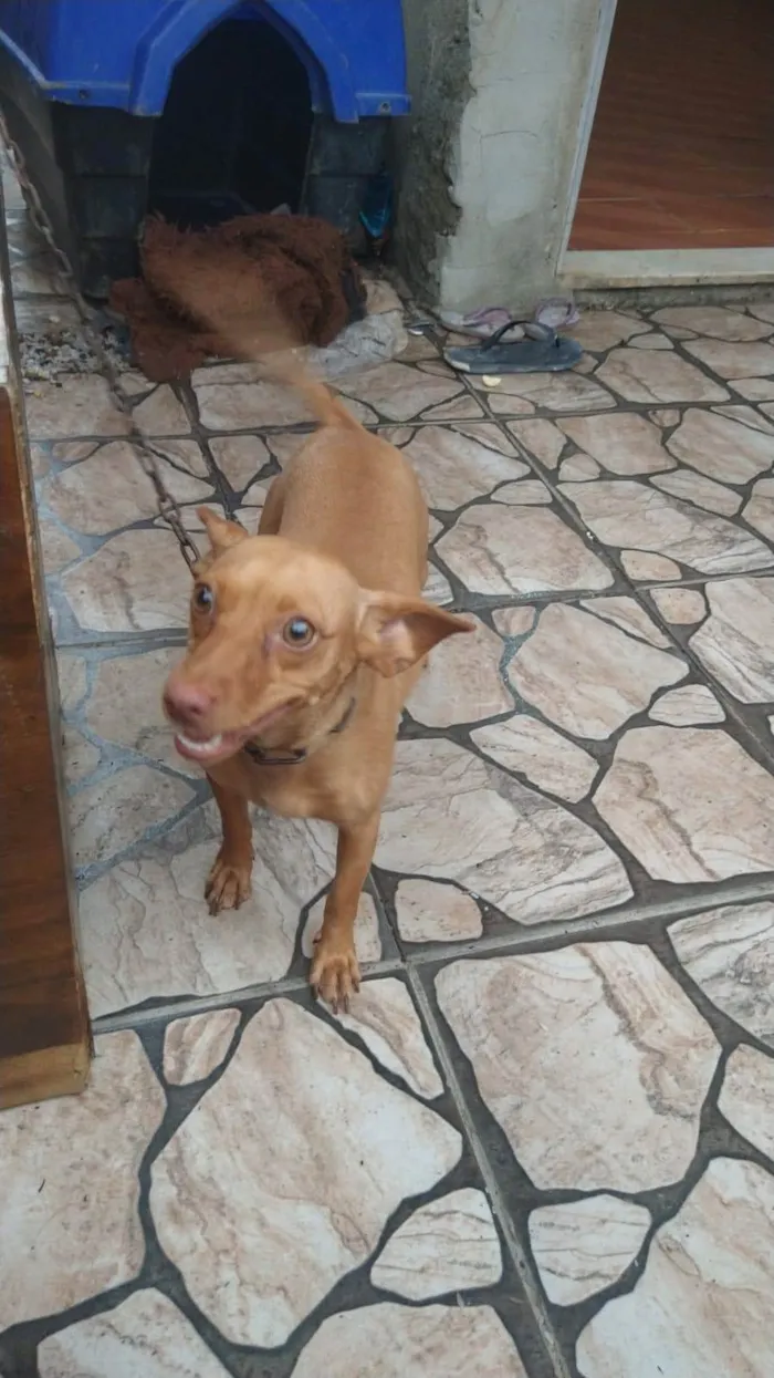Cachorro ra a Pinsher idade 2 anos nome Catarina &Mel