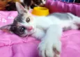 PATY TRICOLOR