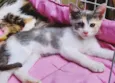 PATY TRICOLOR