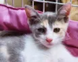 PATY TRICOLOR