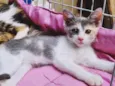 PATY TRICOLOR