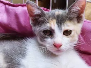 Gato raça SRD-ViraLata idade 2 a 6 meses nome PATY TRICOLOR