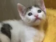 Babalu