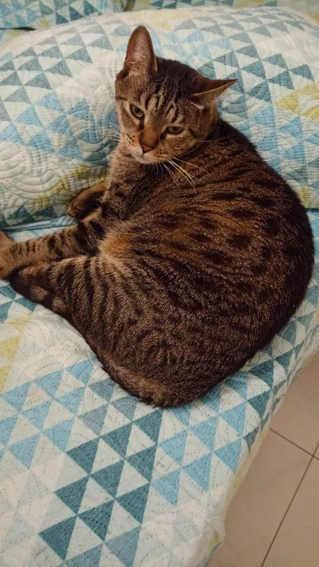 Gato ra a Viralata idade 3 anos nome Julio