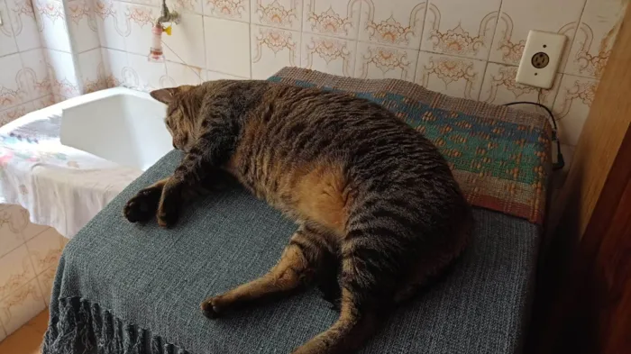 Gato ra a Viralata idade 3 anos nome Julio