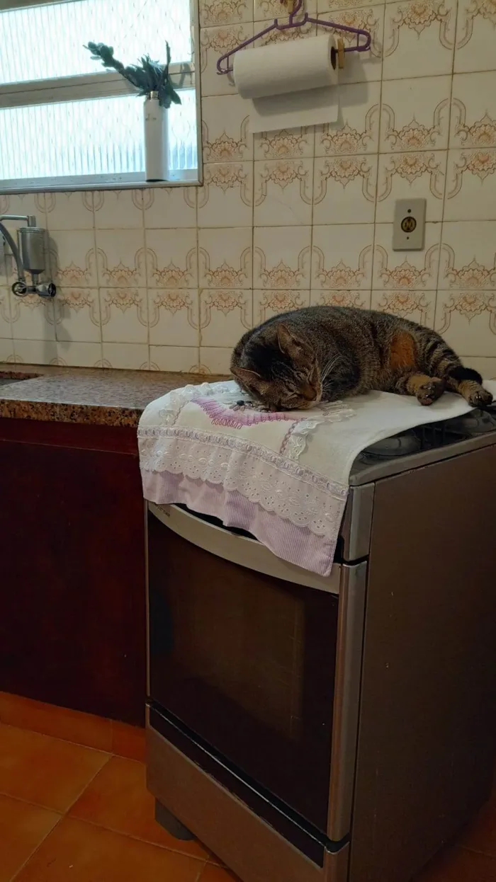 Gato ra a Viralata idade 3 anos nome Julio
