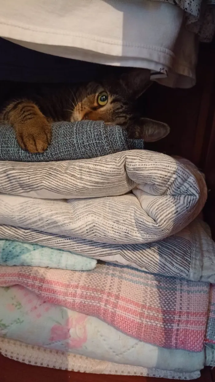 Gato ra a Viralata idade 3 anos nome Julio