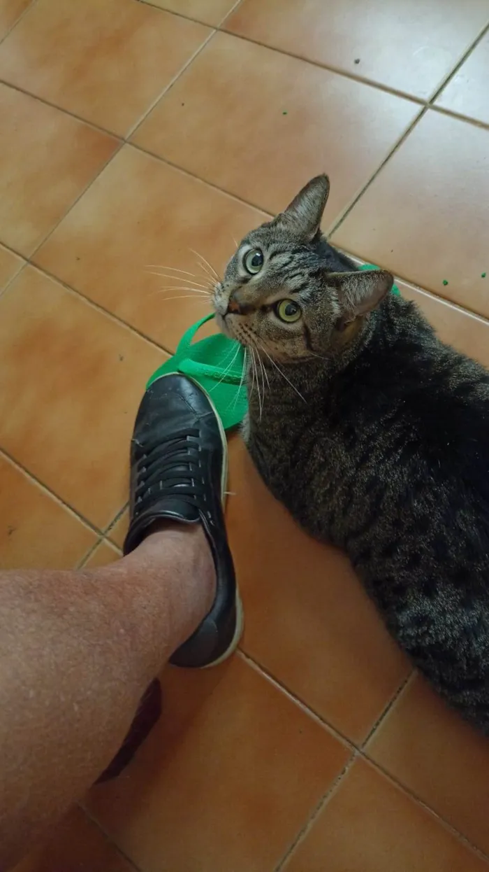 Gato ra a Viralata idade 3 anos nome Julio