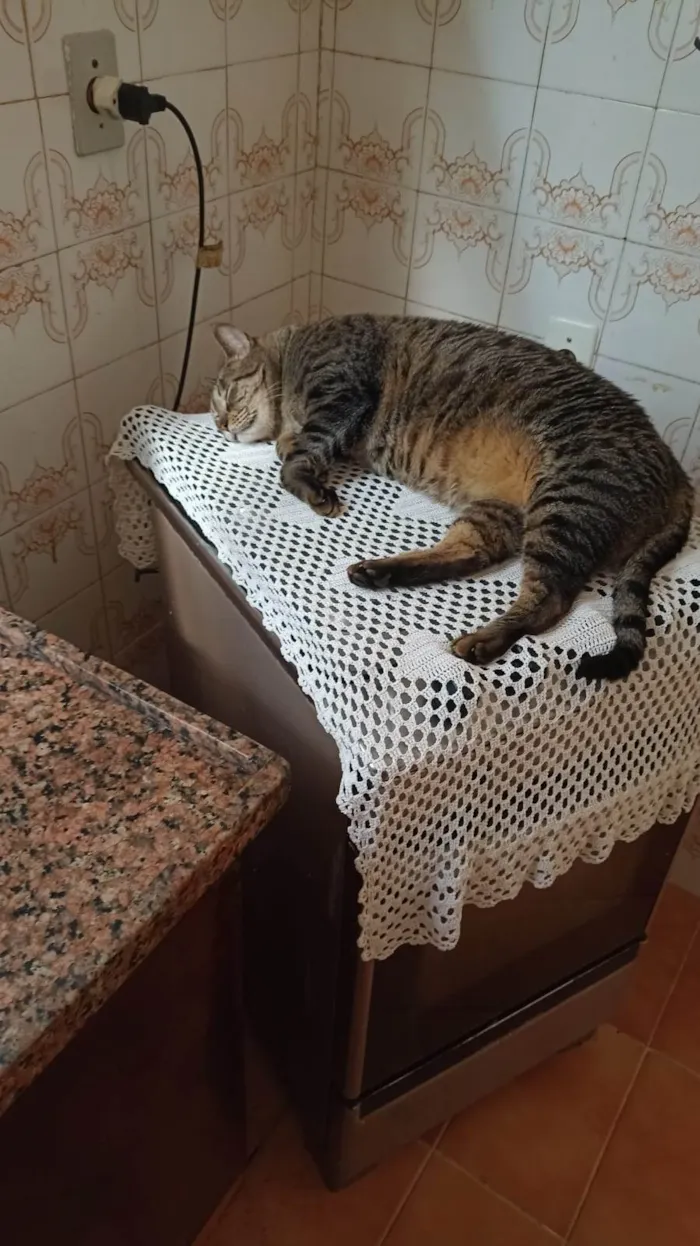 Gato ra a Viralata idade 3 anos nome Julio