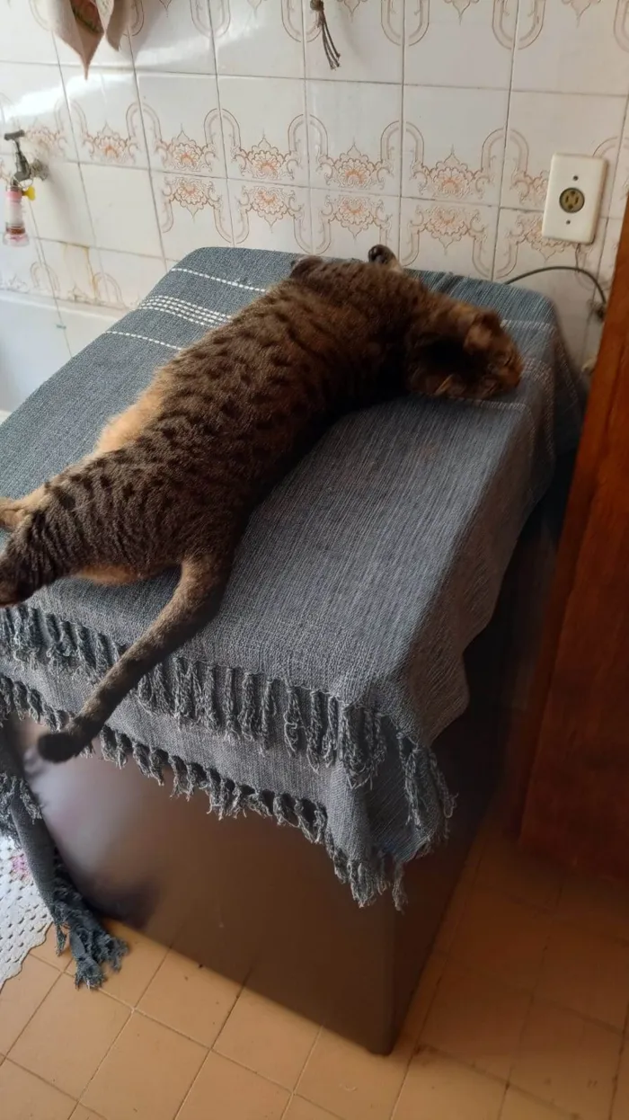 Gato ra a Viralata idade 3 anos nome Julio