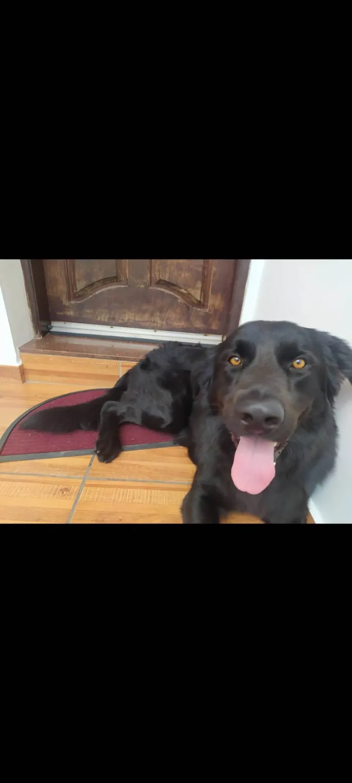 Cachorro ra a SRD-ViraLata idade 3 anos nome Thor