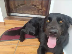 Cachorro raça SRD-ViraLata idade 3 anos nome Thor